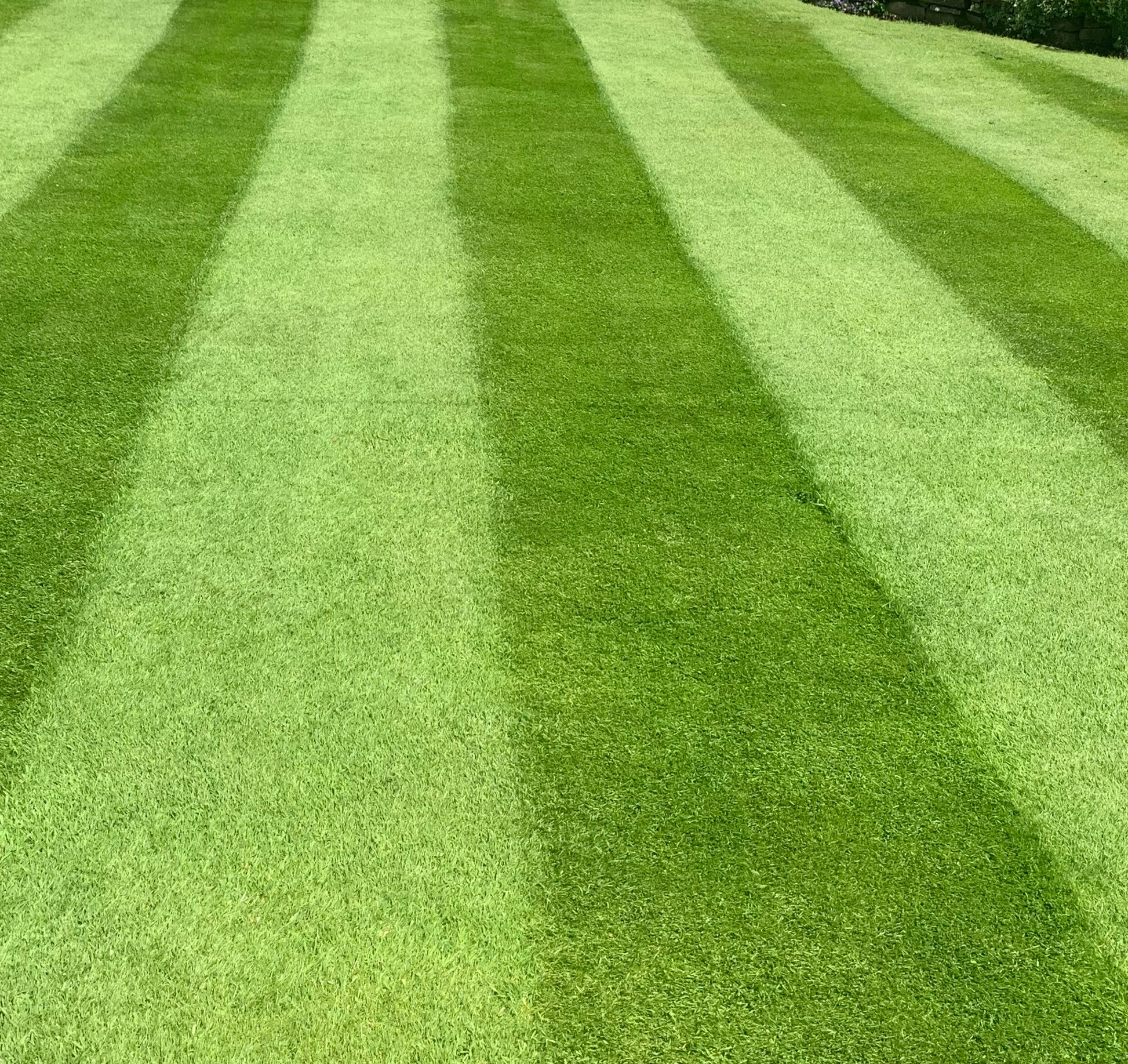 Wetting Agent